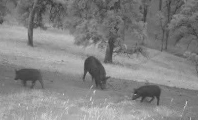 Hogs at Horn Gate Blind