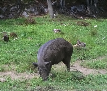Pig