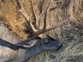 tony petruzzella r r ranch deer2 3x3 25wx19h aug13