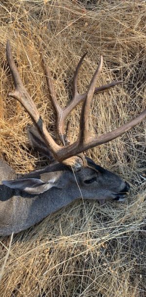 tony petruzzella r r ranch deer2 3x3 25wx19h aug13
