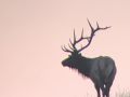 hilltop elk