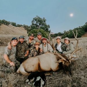 jamie tule elk aug12