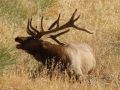 tule elk