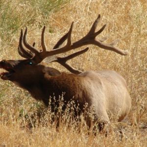 tule elk