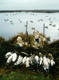 ducks