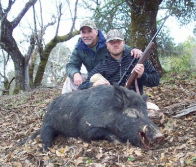 pig