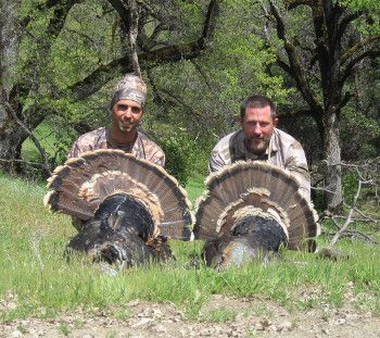 two turkeys