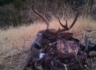 ben's buck